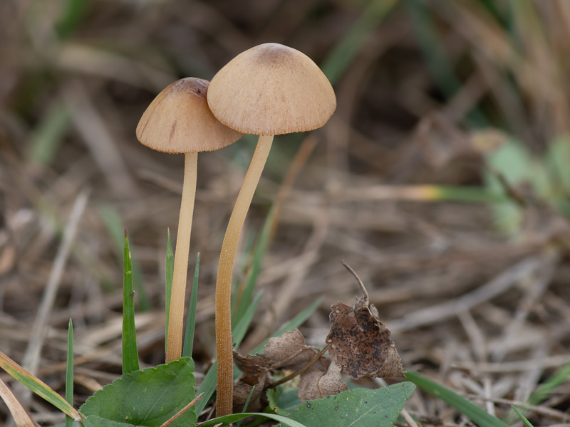 Conocybe subovalis